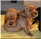 Anglick� kokr�pan�l