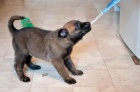 Belgick� ov��k - Malinois s pp