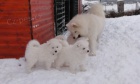 samojed