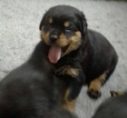 Rotvajler �t���tka