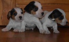 jack russell terier jack russell terier