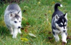 Roztomil ern a bl sibisk husky tata