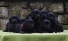 Labradorský retrívr-černá štěnátka s PP Labradorský retrívr-černá štěnátka s PP