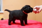Labrador retriever - �t��ata s PP