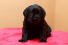 Labrador retriever - �t��ata s PP