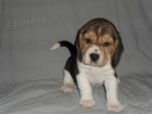 �t��ata beagle - b�gla s PP