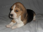 �t��ata beagle - b�gla s PP