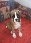 boxer štěňata boxer štěňata