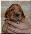 Anglick� kokr�pan�l s PP