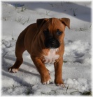 Americk� staford��rsk� teri�r s PP