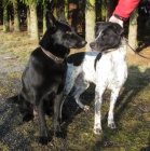 �t���tka na prodej do dobr�ch rukou