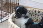 Sheltie s PP Sheltie s PP