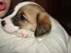 Jack Russell s PP Jack Russell s PP