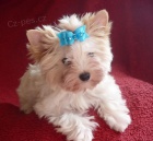 Golddust Jork��rsk� Teri�r s PP