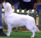 �t��ata Golden - zlat�ho retr�vra s PP