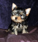 Jork��rsk� teri�r