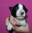 Border kolie - �t��ata