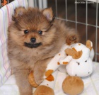 Mal� n�meck� �pic s PP