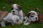 Anglick� buldog na predaj s PP