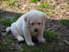 Labrador - �lut� �t���tka s PP