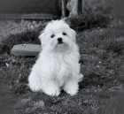 Maltzek s rodokmenem