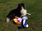 Nabízím ke krytí psa Sheltie Nabízím ke krytí psa Sheltie