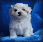 Maltzek s rodokmenem