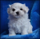 Maltzek s rodokmenem