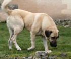 Anatolsk� pasteveck� pes- kangal- �t��ata