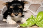 Biewer Yorkshire terrier Biewer Yorkshire terrier