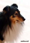SHELTIE KRYTÍ SHELTIE KRYTÍ