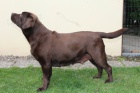 Labrador �okol�dov� �t���tka s PP