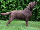 Labrador �okol�dov� �t���tka s PP