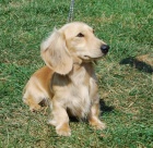 �t��ata dlouhosrst�ho jezev��ka - kluci