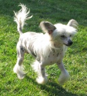 ��nsk� chocholat� pes nah��