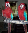  Pr modr & zlat papouek papouci - Prodej   