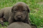 Labradorsk� retr�vr, kr�sn� rodi�e 