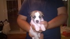 Jack Russell teriér s PP Jack Russell teriér s PP