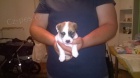 Jack Russell teri�r s PP