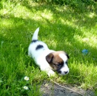 Jack Russel terier Jack Russel terier