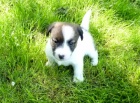 Jack Russel terier