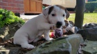 Jack Russell Teriér Jack Russell Teriér