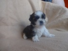 Prod�m Shih-tzu