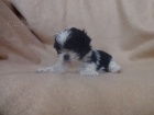 Prod�m Shih-tzu