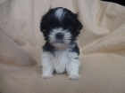 Prod�m Shih-tzu