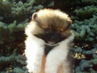 Pomeranian / Trpasli�� �pic s PP