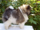 Pomeranian / Trpasli�� �pic s PP