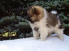 Pomeranian / Trpasli�� �pic s PP