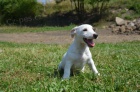 jack russell terier jack russell terier
