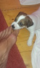 Prodám štěňátka jack russel Prodám štěňátka jack russel